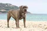 CANE CORSO 620